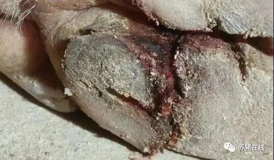 冬季豬蹄開裂就是口蹄疫？忽視這個細(xì)節(jié)損失就大了