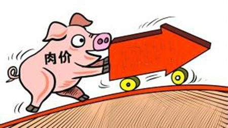 今日豬價(jià)分析：冬至、元旦臨近供應(yīng)仍顯緊張