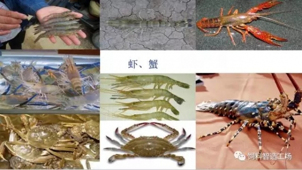膨化飼料生產(chǎn)技術(shù)要點(diǎn)