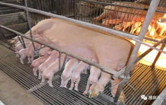 提高母豬初乳產(chǎn)量的關(guān)鍵因素是什么？
