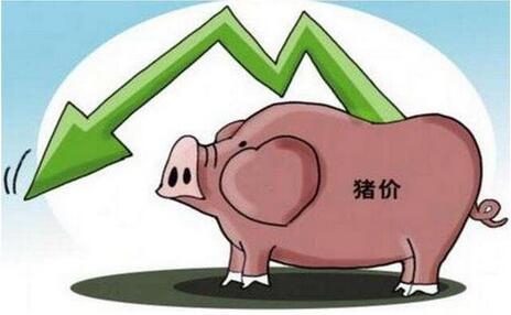 今日豬價(jià)分析：豬價(jià)、肉價(jià)均現(xiàn)不同幅度下跌