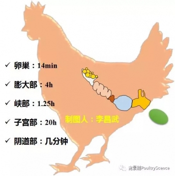 科學(xué)解析雞蛋的奧秘