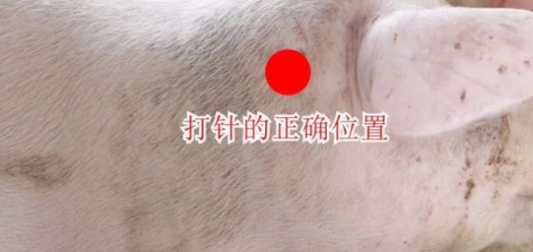給豬打針，要多注意這4點(diǎn)！
