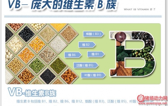 維生素B族在豬場(chǎng)的好處，養(yǎng)豬的人才懂！