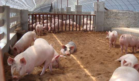 受多種因素制約，生豬規(guī)模養(yǎng)殖企業(yè)總體擴(kuò)張速度放緩--關(guān)于對(duì)黑、吉、云、貴等6省區(qū)...