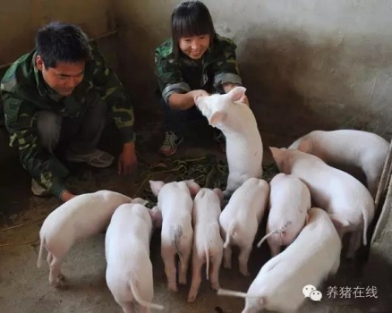 仔豬什么時間斷奶最科學