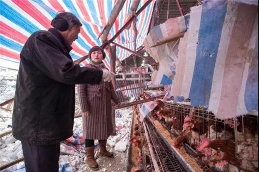 揪心！暴雪壓塌養(yǎng)殖場(chǎng)，多地養(yǎng)殖戶(hù)受災(zāi)，損失慘重！