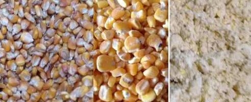 舒化工藝生產(chǎn)乳豬教槽料經(jīng)驗分享
