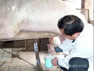 必修課 | 公豬精液質(zhì)量優(yōu)劣關(guān)系到豬場的根本