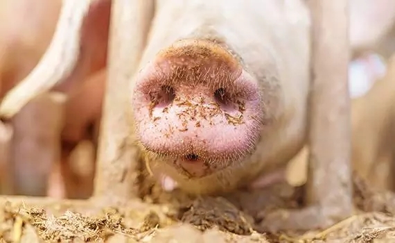 2017年我國工業(yè)飼料產量超2億噸，產值超8000億元