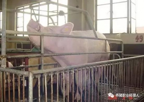 技術控 | 豬前腔靜脈采血技術詳解