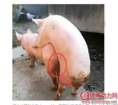 母豬屢配不孕原因何在？按照此法能提高50%受孕率