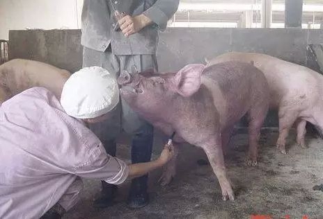 正確的給豬打針！