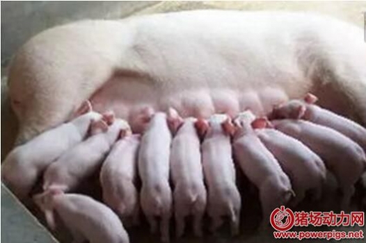 怎樣防治母豬產(chǎn)后無乳及泌乳不足？