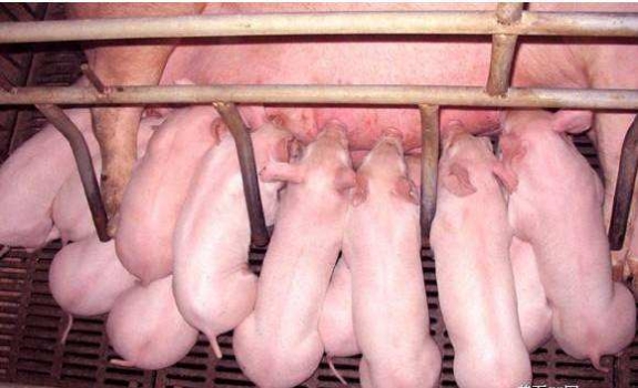 產(chǎn)房仔豬如何正確飼養(yǎng)管理？