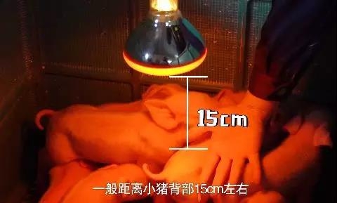 冷空氣來(lái)襲，仔豬保溫就要這么做