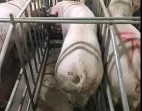 斷奶母豬不發(fā)情、延遲發(fā)情的9大原因