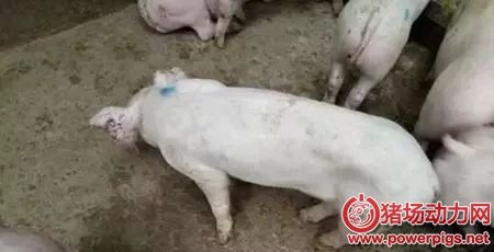 豬皮膚發(fā)白、不長肉是什么?。? width=