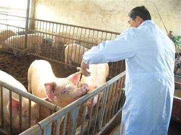 農(nóng)業(yè)部發(fā)布《2018年國家動(dòng)物疫病強(qiáng)制免疫計(jì)劃》