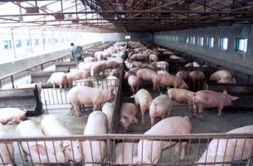 據(jù)說，今年養(yǎng)殖補(bǔ)貼將偏向這幾類養(yǎng)殖戶！