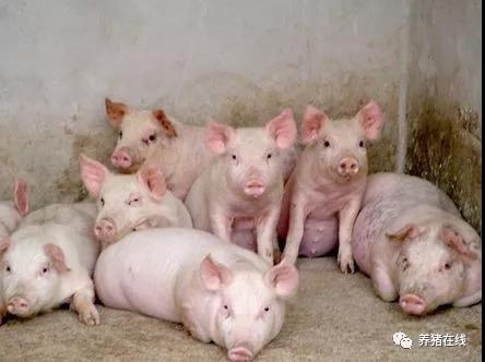 保育豬的飼養(yǎng)管理