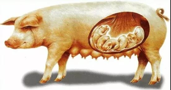 技術(shù)控|母豬產(chǎn)后48小時，作為合格的接產(chǎn)員你該如何做？