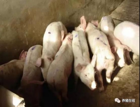 教你簡(jiǎn)單區(qū)分豬瘟和藍(lán)耳病
