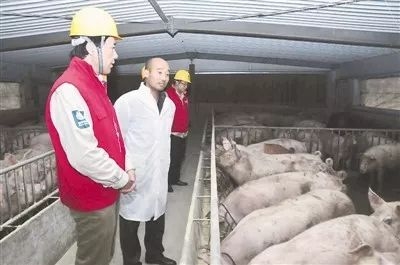 如何推動(dòng)鄉(xiāng)村振興？農(nóng)業(yè)部要求養(yǎng)豬業(yè)這么干