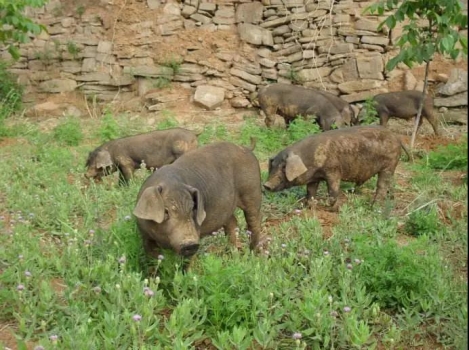 2018年后，農(nóng)村4類人將“禁止養(yǎng)殖”，第一類人村村都有