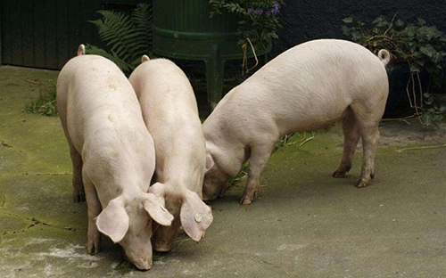 大數(shù)據(jù)養(yǎng)豬，能否跳出“豬周期”?