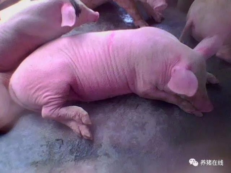 腦炎與乙腦的區(qū)別