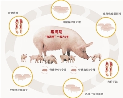 發(fā)展生豬期貨 化解“豬周期”風(fēng)險(xiǎn)
