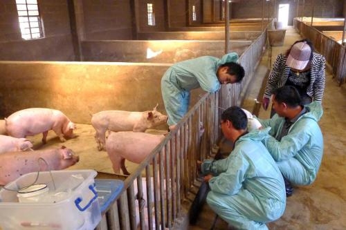 農(nóng)業(yè)部強(qiáng)調(diào)鞏固動(dòng)物防疫工作，推動(dòng)先打后補(bǔ)政策落實(shí)