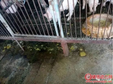夏春季節(jié)易發(fā)生仔豬細(xì)菌性的腹瀉、豬鏈球菌