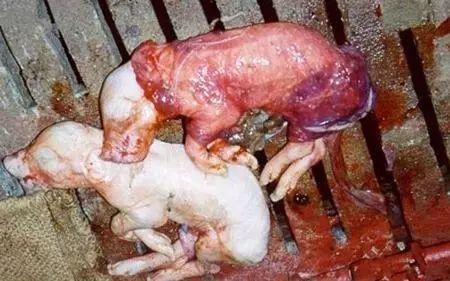 死胎？不怕，我們有專業(yè)的防治對策！