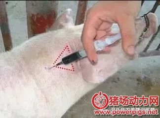 無針注射疫苗。減少疫苗損耗