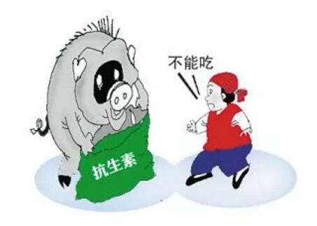 抗生素殘留的豬到底對人們危害多大？