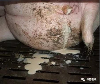 母豬子宮內(nèi)膜炎怎么辦？
