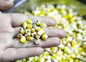 梅雨季節(jié)，飼料防霉6步走