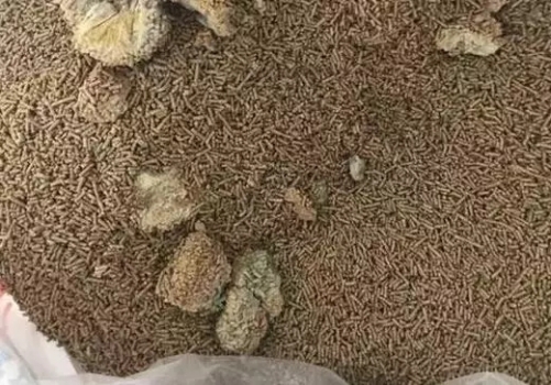 飼料發(fā)霉了怎么辦？這樣處理可以降低損失！