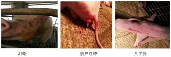 霉菌毒素問(wèn)題和疾病的區(qū)別診斷