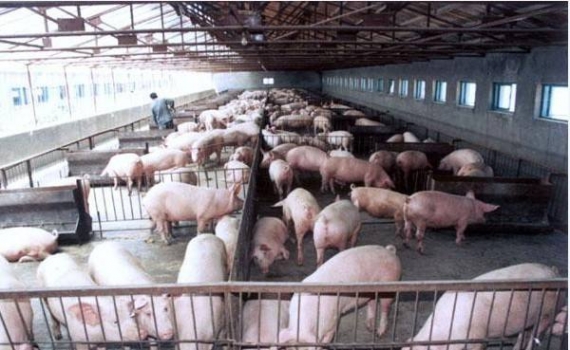 農業(yè)農村部：養(yǎng)豬虧慘了！繼續(xù)大跌可能性不大