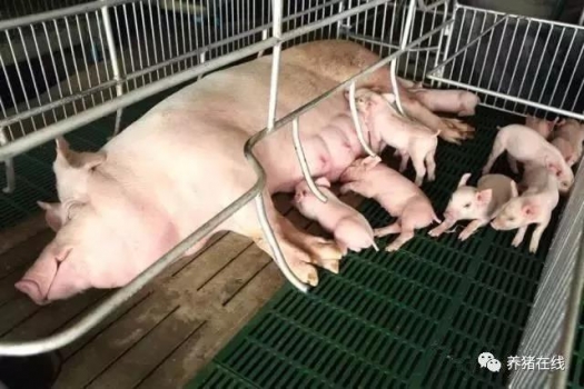 母豬不吃料，你可知道為什么？