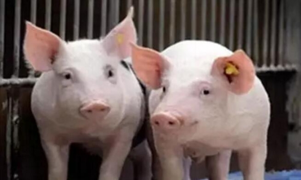 為何豬價越低養(yǎng)殖巨頭擴張卻越猛，看到最后一張圖就明白了