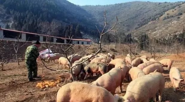 2018年養(yǎng)豬戶的好日子來了，最新補貼標準出來啦!