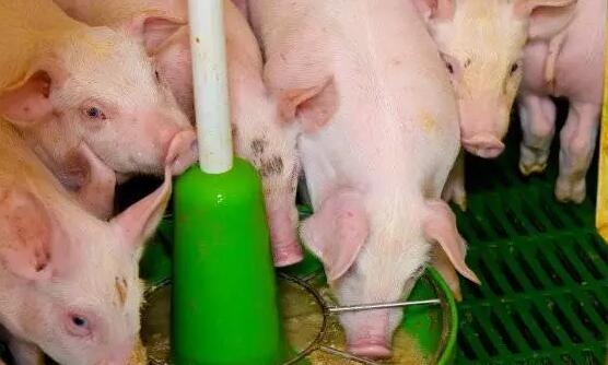 飼料香味劑對(duì)飼料抗氧化性、育肥豬生長(zhǎng)性能和肉質(zhì)的影響