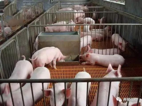 豬價在重演4年前走勢，5月后將反彈40%？專家卻這么說！