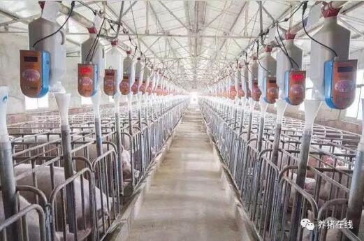 權威發(fā)聲：2018年養(yǎng)豬還能賺！