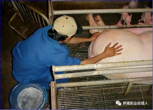 技術(shù)控|批次生產(chǎn)中如何降低一周內(nèi)仔豬的死亡，這九個(gè)細(xì)節(jié)需要注意