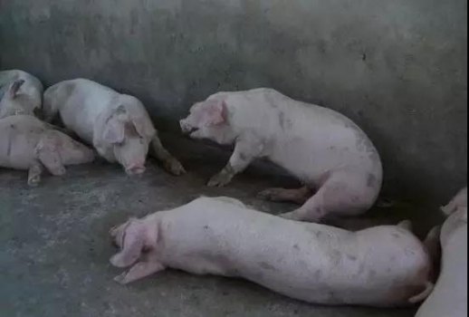 豬莫名其妙消瘦、喘氣，怎么都治不好？